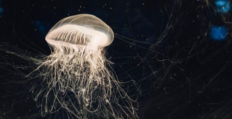 Modern Desktop Jellyfish Aquarium